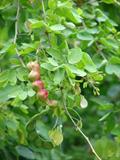 Madras thorn